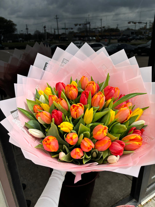 50 large big highest quality tulips 🌷