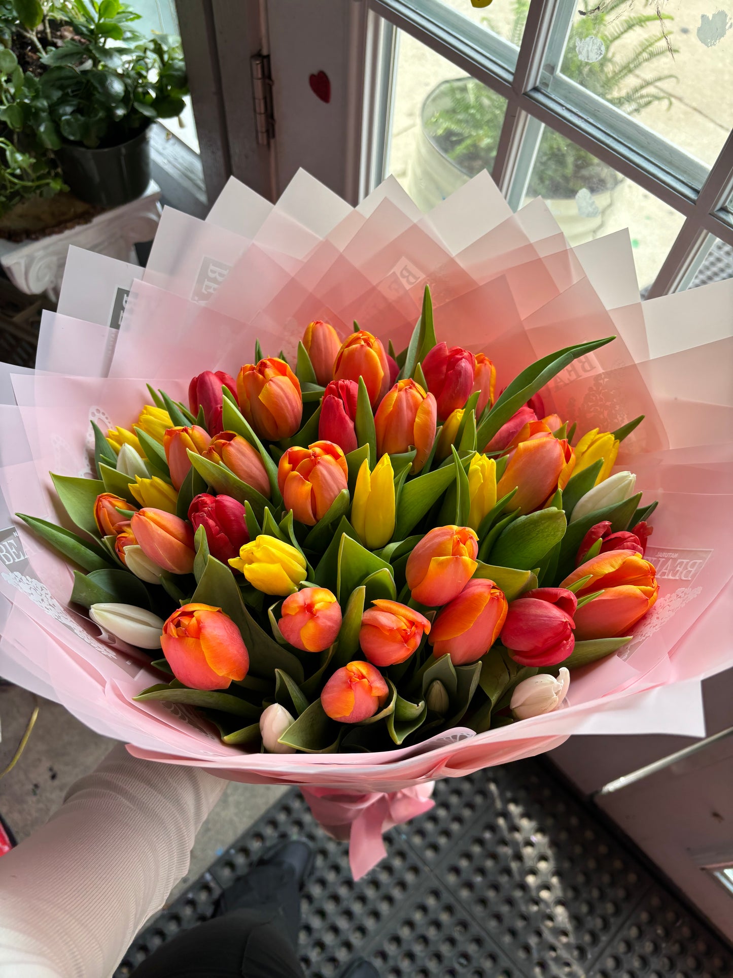 50 large big highest quality tulips 🌷